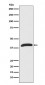 Anti-ERK1 MAPK3 Rabbit Monoclonal Antibody